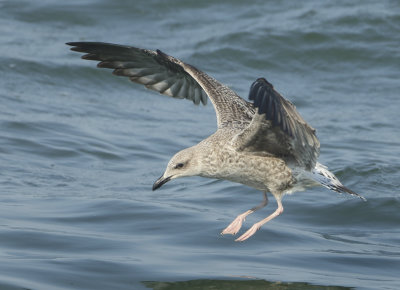 Herring Gull - Larus argentatus (Zilvermeeuw)