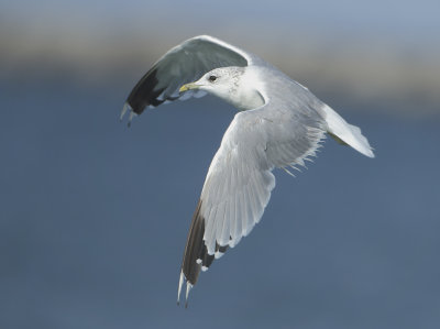 Common Gull - Larus canus (Stormmeeuw)