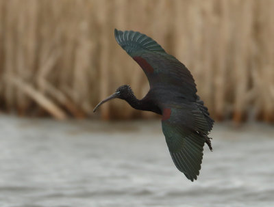 Glossy Ibis - Plegadis falcinellus (Zwarte Ibis)