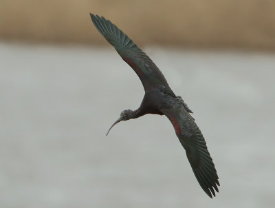 Glossy Ibis - Plegadis falcinellus (Zwarte Ibis)
