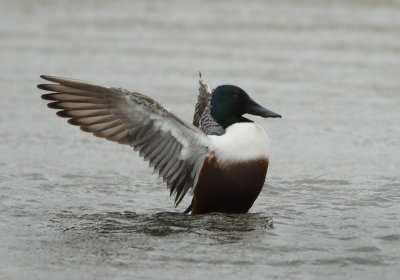 Northern Shoveler - Anas clypeata (Slobeend)