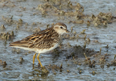 Long-toed Stint - Calidris subminuta (Taigastrandloper)