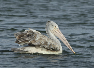 Spot-billed Pelican - Pelecanus philippensis (Grijze Pelikaan)