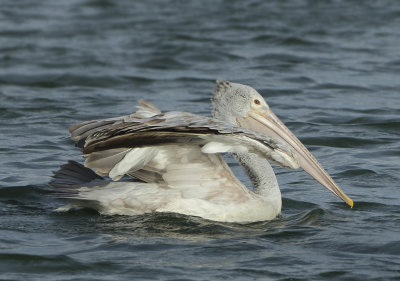 Spot-billed Pelican - Pelecanus philippensis (Grijze Pelikaan)