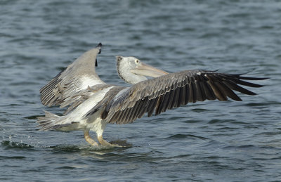 Spot-billed Pelican - Pelecanus philippensis (Grijze Pelikaan)
