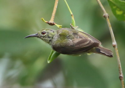 Brown-throated Sunbird - Anthreptes malacensis