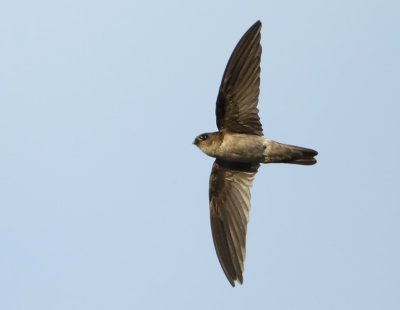 Germains Swiftlet - Collocalia germani