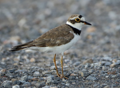Little Ringed Plover - Charadrius dubius (Kleine Plevier)