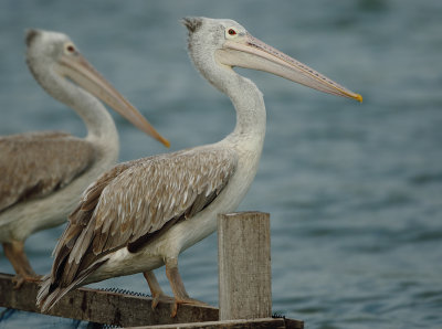 Pelicans - Pelecanidae (Pelikanen)