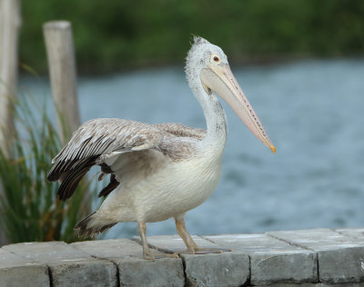 Spot-billed Pelican - Pelecanus philippensis (Grijze Pelikaan)