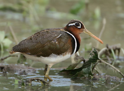 Rostratulidae (Painted-snipes)