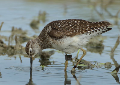 Wood Sandpiper - Tringa glareola (Bosruiter)