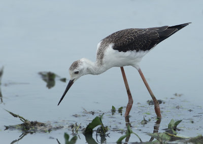 Black-winged Stilt - Himantopus himantopus