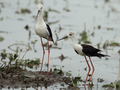 Black-winged Stilt - Himantopus himantopus