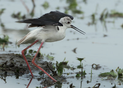 Black-winged Stilt - Himantopus himantopus