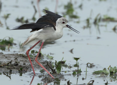Black-winged Stilt - Himantopus himantopus