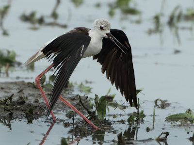 Black-winged Stilt - Himantopus himantopus