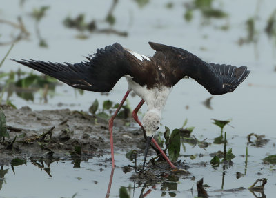 Black-winged Stilt - Himantopus himantopus