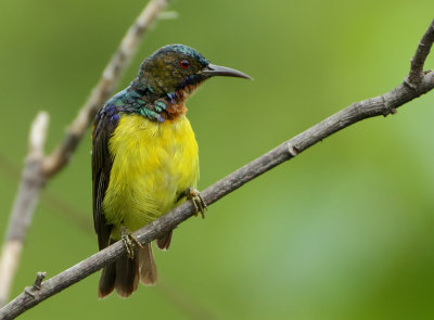 Brown-throated Sunbird - Anthreptes malacensis