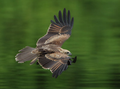 Brahminy Kite - Haliastur indus (Brahmaanse Wouw)