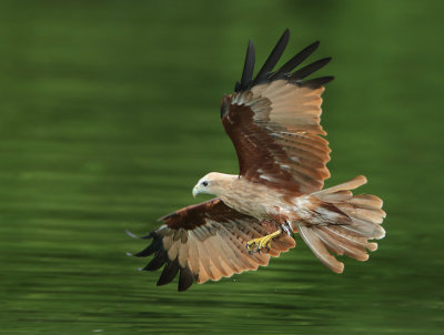 Brahminy Kite - Haliastur indus (Brahmaanse Wouw)