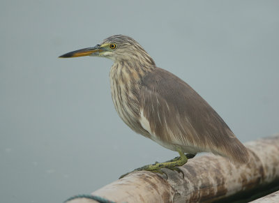 pond heron-spec - Ardeola spec.