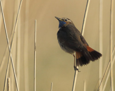 Bluethroat - Luscinia svecica (Blauwborst)