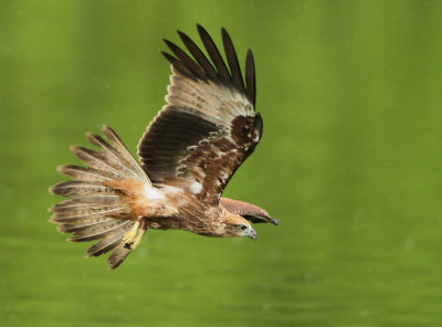 Brahminy Kite - Haliastur indus (Brahmaanse Wouw)