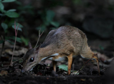 Lesser Mouse Deer - Tragulus kanchil 