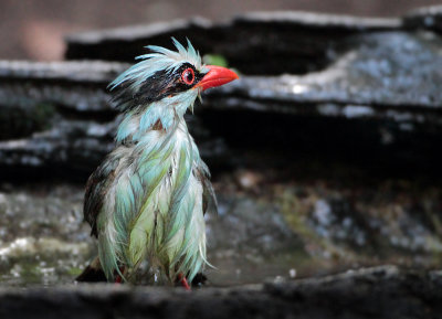 Green Magpie - Cissa chinensis (Groene Kitta