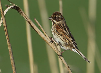 Reed Bunting - Emberiza schoeniclus (Rietgors)
