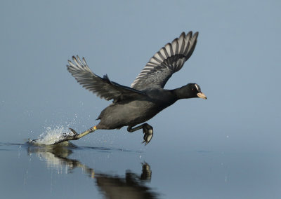 Eurasian Coot - Fulica atra (Meerkoet)