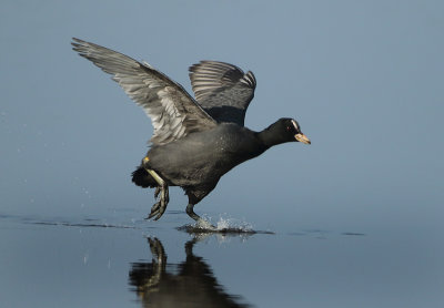 Eurasian Coot - Fulica atra (Meerkoet)