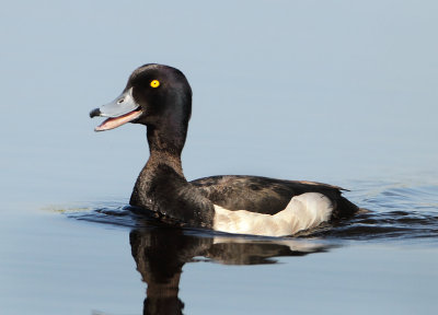 Tufted Duck - Aythya fuligula (Kuifeend)