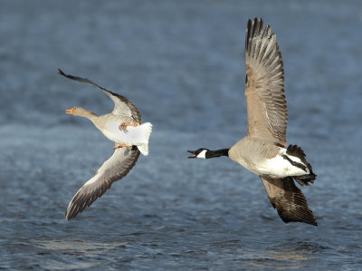 Canada Goose - Branta canadensis (Grote Canadese Gans)