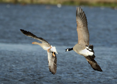 Canada Goose - Branta canadensis (Grote Canadese Gans)