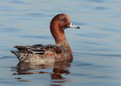 Eurasian Wigeon - Anas penelope (Smient)