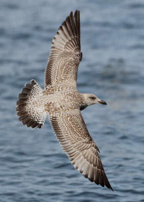 Herring Gull - Larus argentatus (Zilvermeeuw)