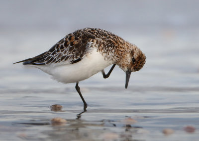 Drieteenstrandloper 20170423-04a.jpg