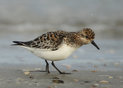 Sanderling - Calidris alba (Drieteenstrandloper)