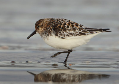 Sanderling - Calidris alba (Drieteenstrandloper)