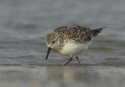 Sanderling - Calidris alba (Drieteenstrandloper)