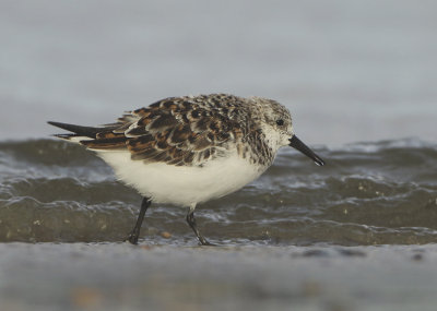 Sanderling - Calidris alba (Drieteenstrandloper)