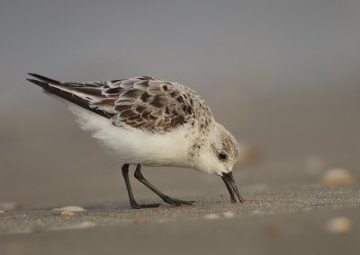 Sanderling - Calidris alba (Drieteenstrandloper)