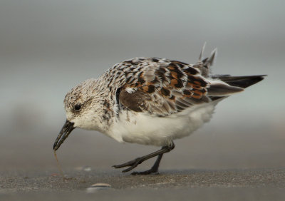 Sanderling - Calidris alba (Drieteenstrandloper)