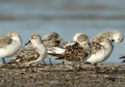 Sanderling - Calidris alba (Drieteenstrandloper)