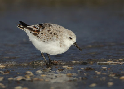 Sanderling - Calidris alba (Drieteenstrandloper)