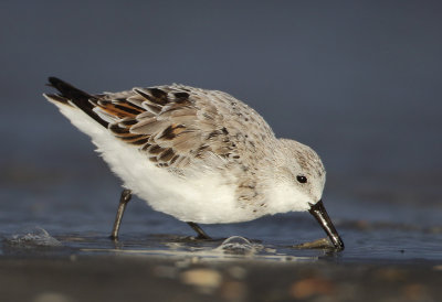 Sanderling - Calidris alba (Drieteenstrandloper)