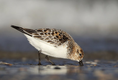 Sanderling - Calidris alba (Drieteenstrandloper)