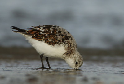 Sanderling - Calidris alba (Drieteenstrandloper)